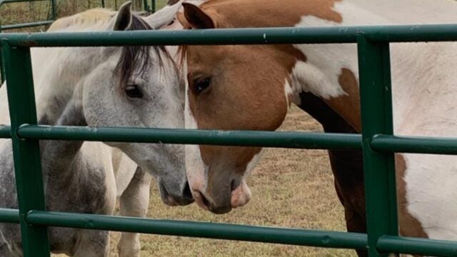 Silvercrown Farms